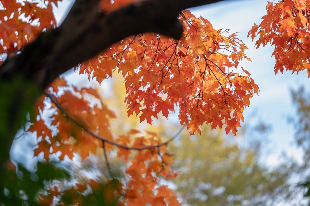 orange leaves on tree in North Carolina in fall