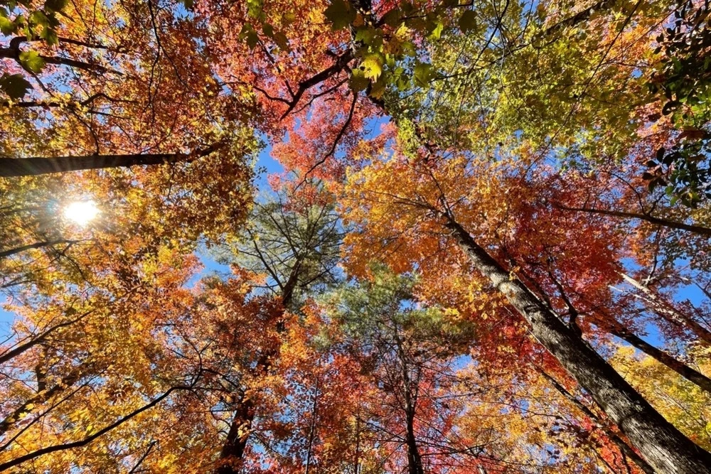 trees with changing fall leaves