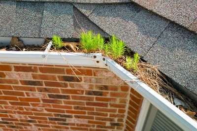 plants growing in the gutters means it's time to use rain gutter cleaning tools